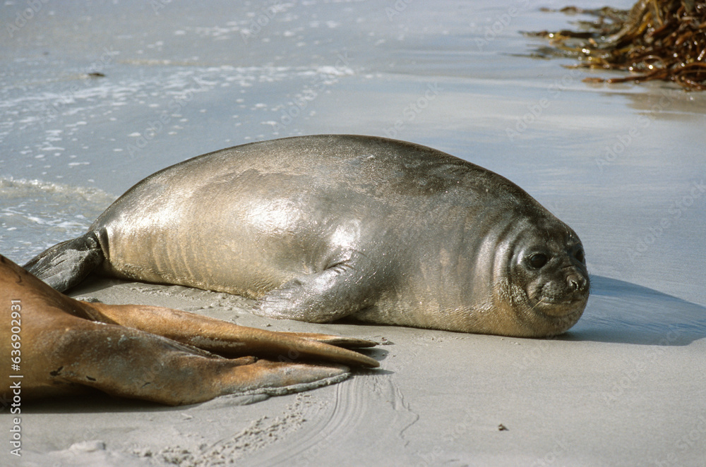 Fototapeta premium Eléphant de mer, Mirounga leonina, jeune, Iles Falkland, Malouines