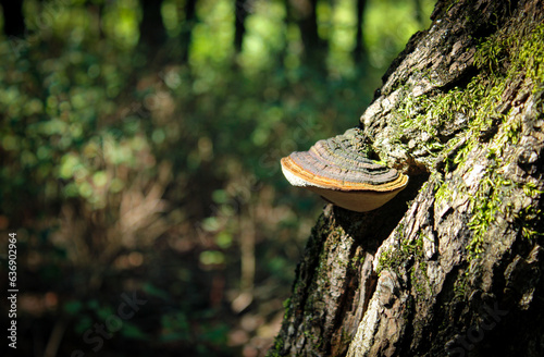 mushroom in the forest