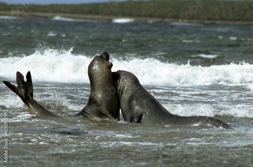 Eléphant de mer, Mirounga leonina, male , combat, Iles Falkland, Malouines