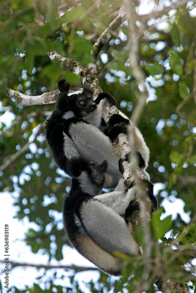 Obraz premium Lemur indri, Indri indri, Madagascar