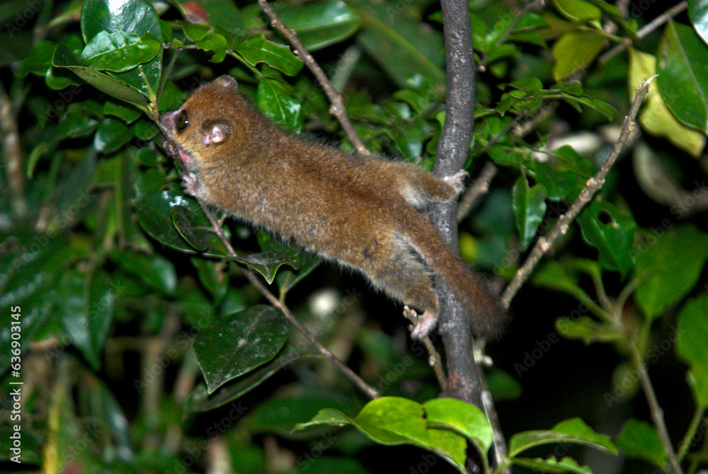 Lémurien Microcèbe roux , Microcebus rufus,. Madagascar