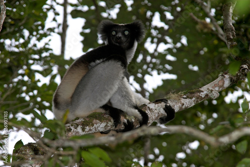 Photos Lemur indri, Indri indri, Madagascar