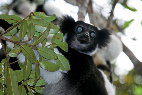 Foto Lemur indri, Indri indri, Madagascar