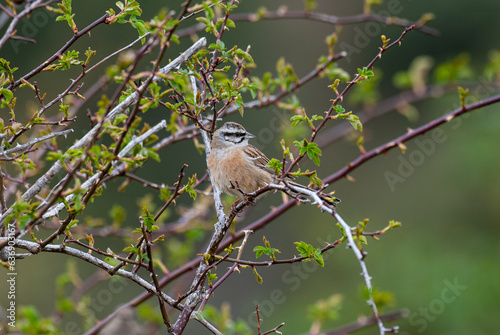 Bruant fou,.Emberiza cia, Rock Bunting photo