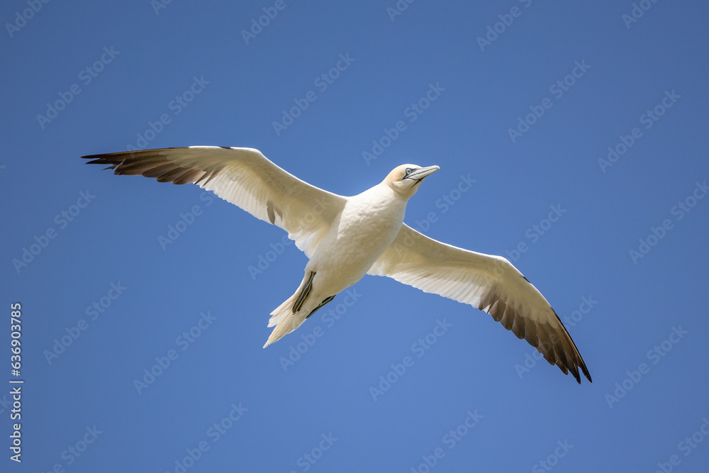 Underside view of a Gannet (Morus Bassanus), with wings spread, flying against a bright blue sky background. Underside view of a Gannet (Morus Bassanus), with wings spread, flying against a bright blue sky background.