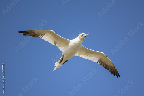 Underside view of a Gannet  Morus Bassanus   with wings spread  flying against a bright blue sky background.