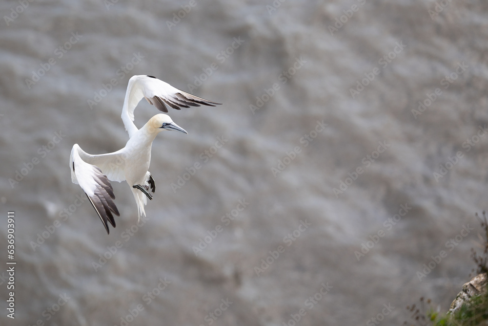 A Gannet (Morus Bassanus) coming in to land on its nest on the cliff above the sea on the Yorkshire coastline. August, Summer, UK A Gannet (Morus Bassanus) coming in to land on its nest on the cliff above the sea on the Yorkshire coastline. August, Summer, UK
