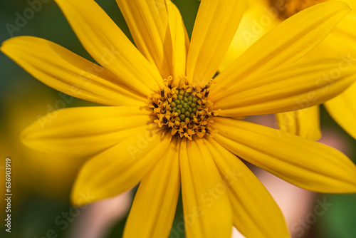 Jerusalem artichoke