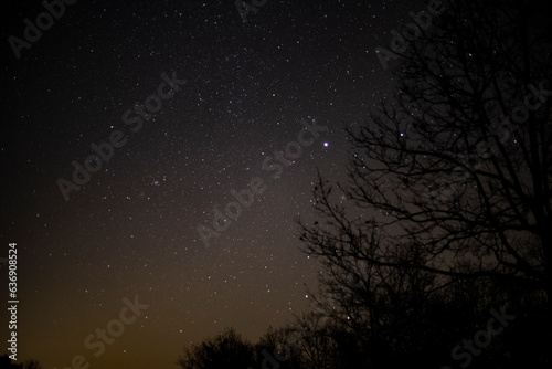 Night Sky Behind Trees, with Sirius and Greater Dog constellation