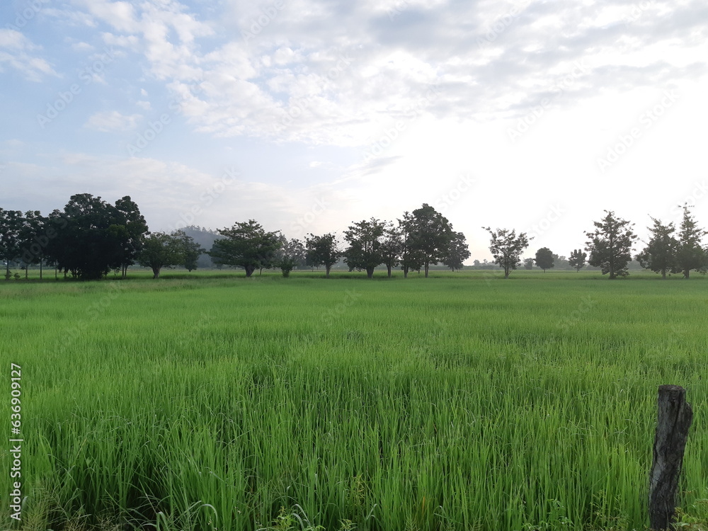 Green rice fields and blue sky