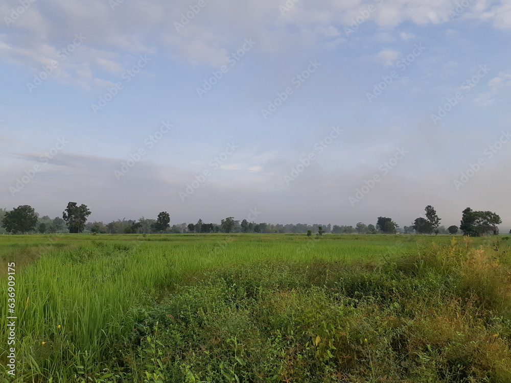 Green rice fields and blue sky