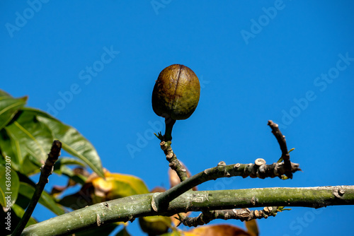 Fruit of a malabar chestnut (pachira glabra) against blue sky photo