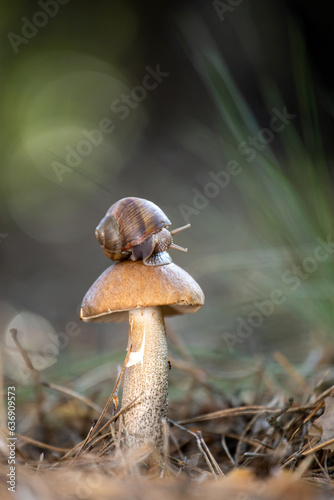 Snail on a mushroom in the forest. 