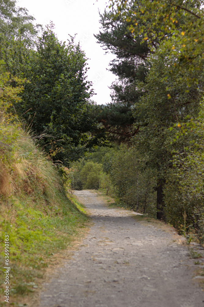 Naklejka premium Camino de montaña entre verdes árboles