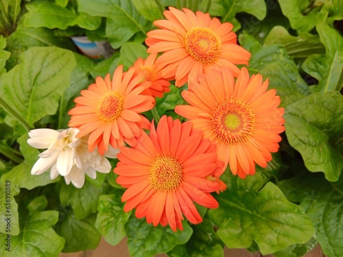 Close up shot of blooming red flower with green leaves background