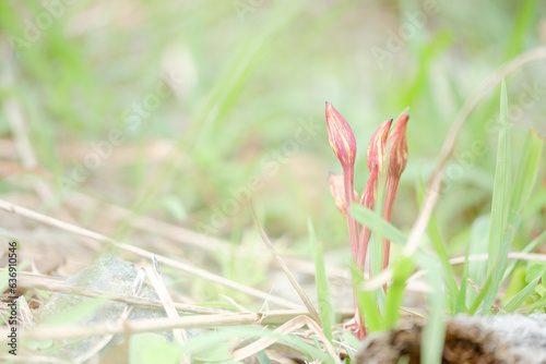 ナンバンギセル