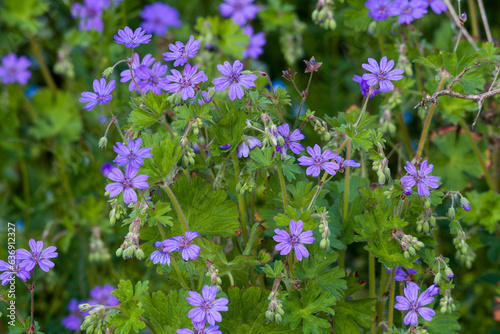 Pyrenäen-Storchschnabel (Geranium pyrenaicum)  photo