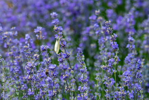 The lavender flower  which contains the most beautiful shades of purple and lilac  is also the habitat of many animals such as butterflies and bees.