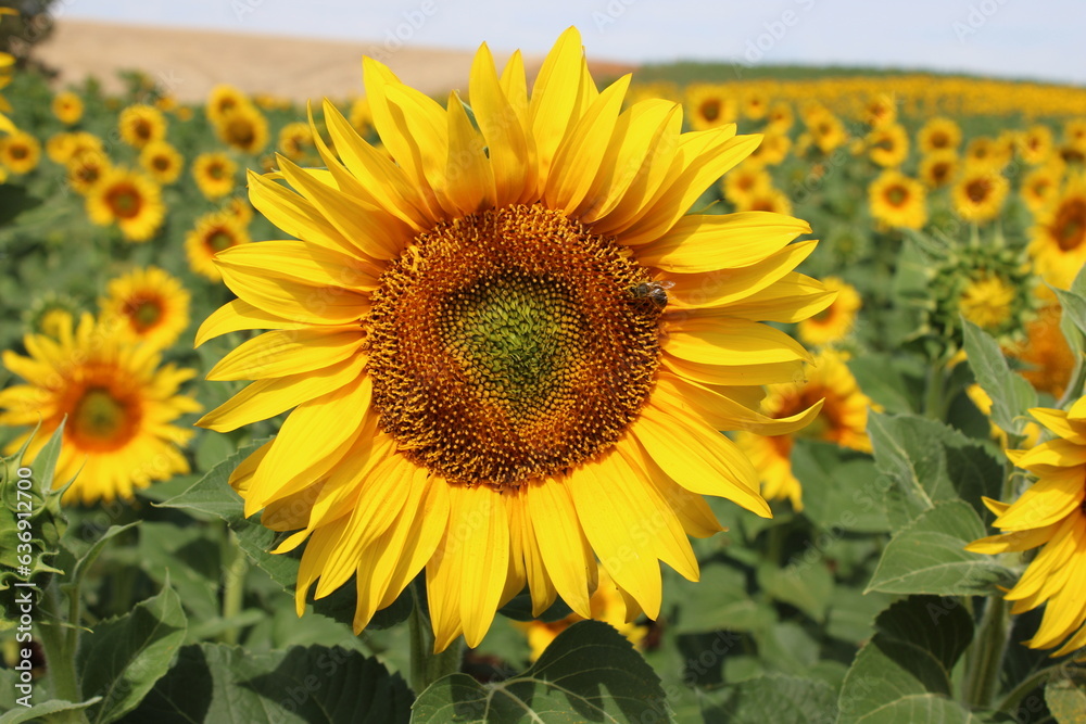 Fototapeta premium Girasoles en el campo, brillando bajo el sol, con insectos, abejas polenizando.