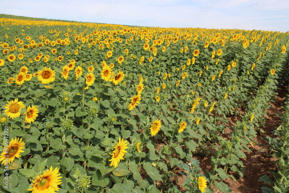 Fototapeta premium Girasoles en el campo, brillando bajo el sol, con insectos, abejas polenizando.