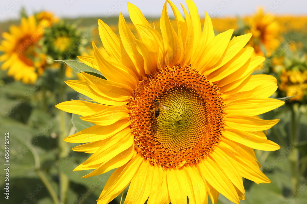 Girasoles en el campo, brillando bajo el sol, con insectos, abejas polenizando. Girasoles en el campo, brillando bajo el sol, con insectos, abejas polenizando.