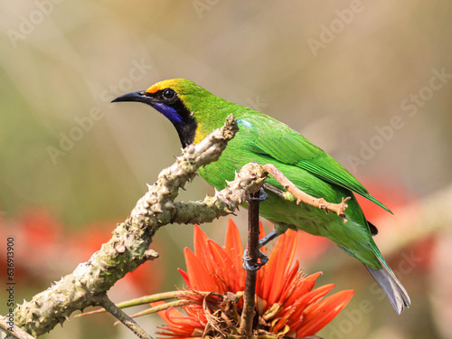 Golden fronted leafbird photo