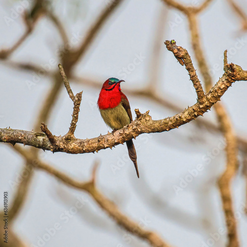 Crimson sunbird
