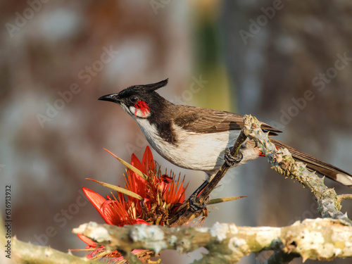 Red-whiskered bulbul