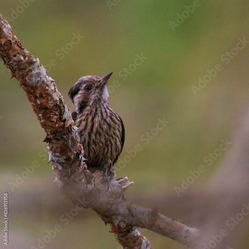 Grey-capped pygmy woodpecker