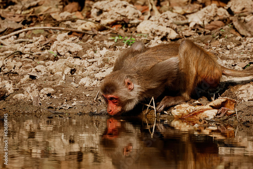 Monkey drinking water in the wild
