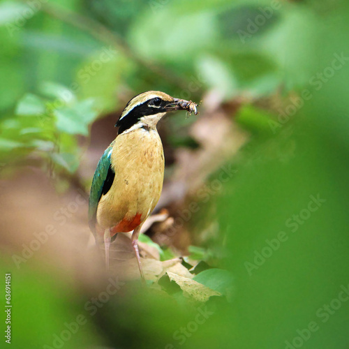 Indian pitta