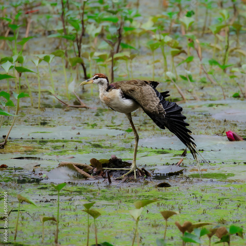 bronze winged jacana