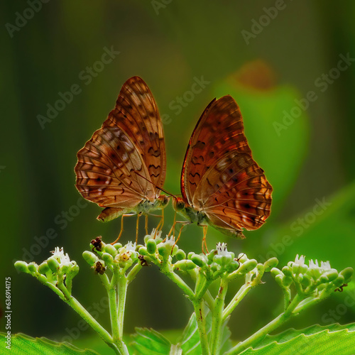 butterfly on a flower