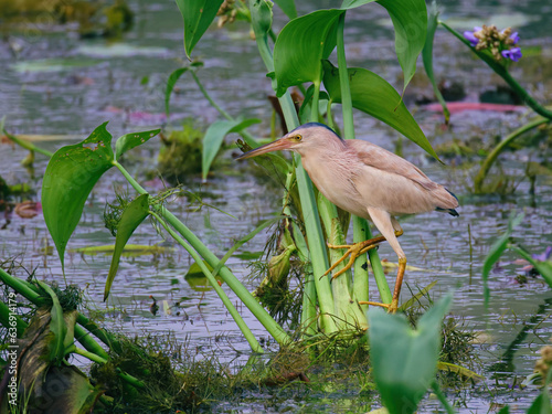 Yellow bittern