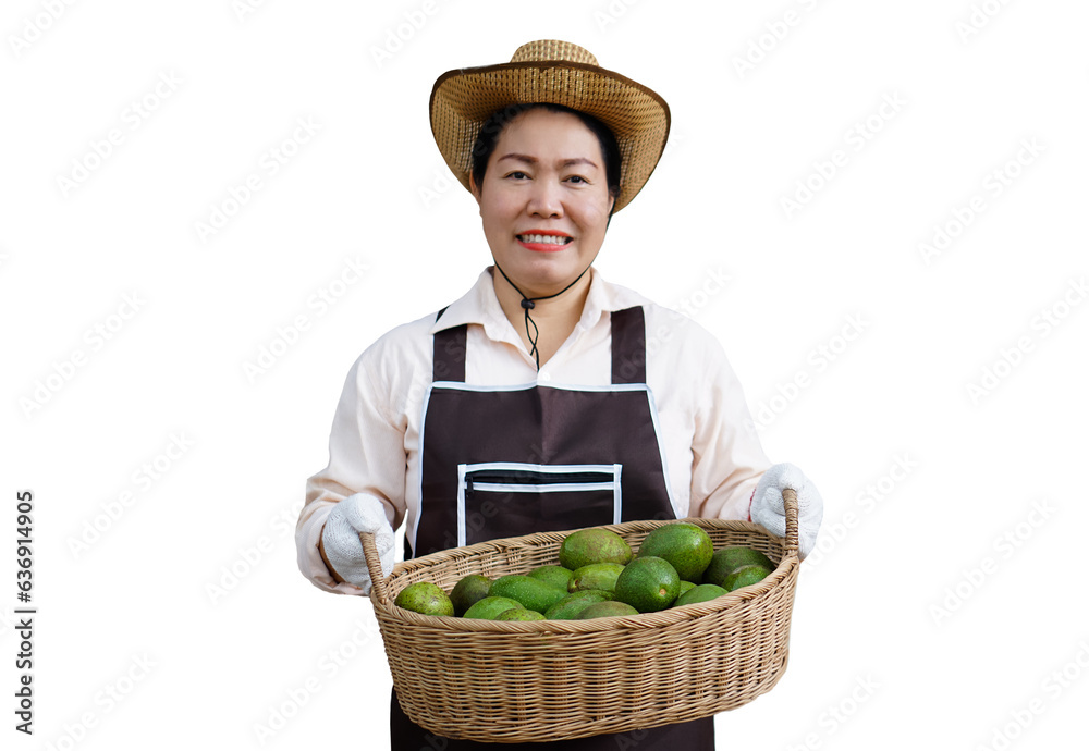 Asian woman gardener wears hat, apron and gloves, holds basket of fresh avocado fruits, isolated on white background. Concept , organic agriculture occupation lifestyle. Happy farmer. Asian woman gardener wears hat, apron and gloves, holds basket of fresh avocado fruits, isolated on white background. Concept , organic agriculture occupation lifestyle. Happy farmer.