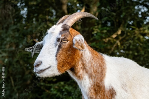 portrait of a brown white goat