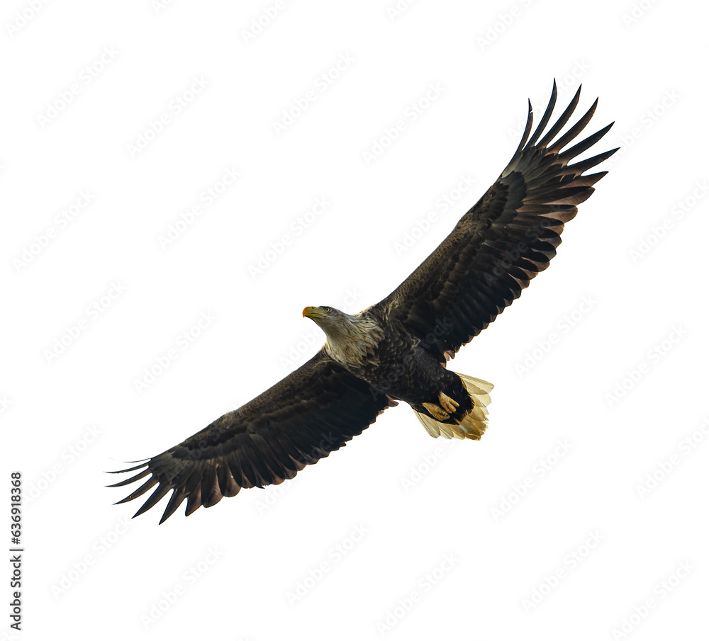 Obraz premium White-tailed eagle in flight isolated
