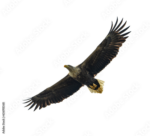 White-tailed eagle in flight isolated