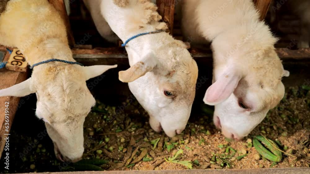 Sheep eating okra and powdered feed in a traditional wooden pen in ...