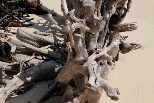 Dead and dry tree roots on the beach look like sculptures of art. © Weerayuth