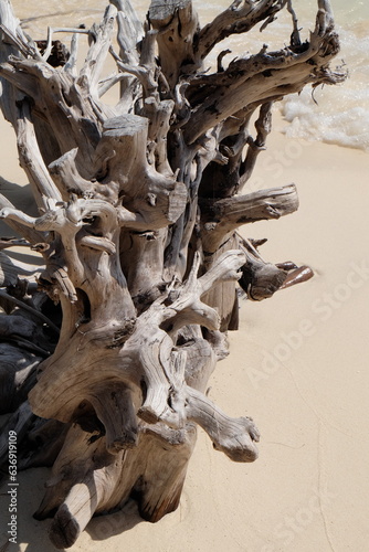 Dead and dry tree roots on the beach look like sculptures of art.