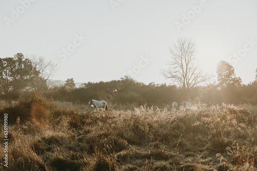 Three horses on the autumn meadow during the sunrise