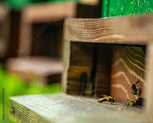 bees geting to their hives