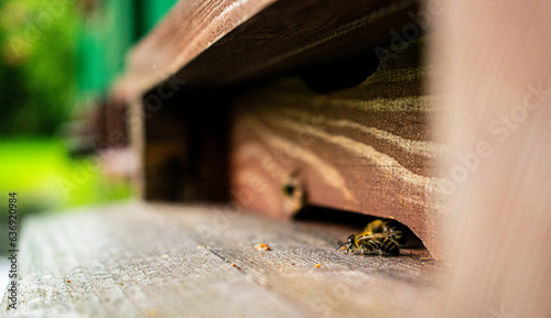 bees geting to their hives