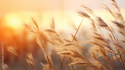 Detail of wild grass at sunset