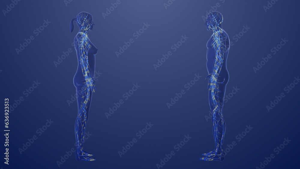 3d Anatomy of male and female lymphatic system 3d Anatomy of male and female lymphatic system