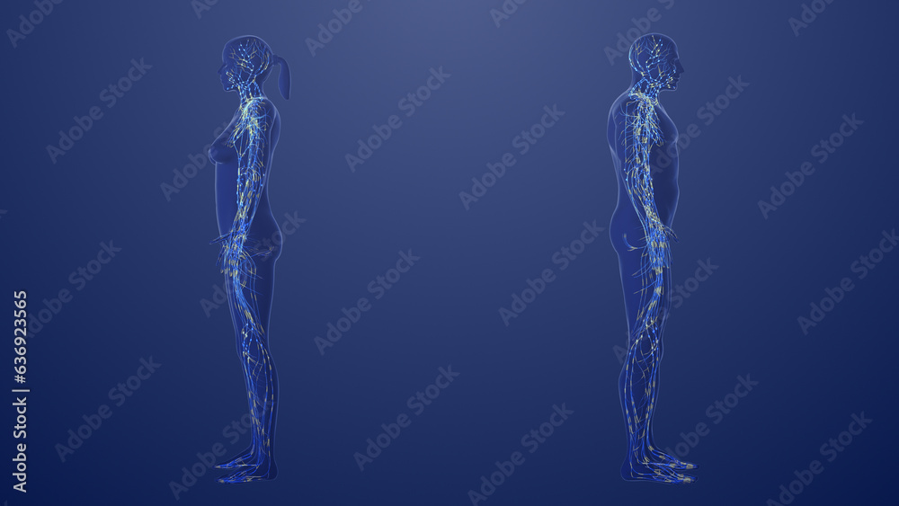 3d Anatomy of male and female lymphatic system