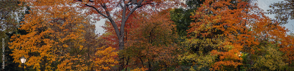 Autumn in Central Park