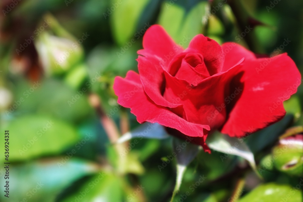 Red rose on a background of green foliage
Red rose on a background of green foliage