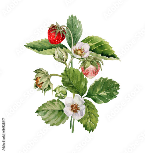 Strawberry bush with ripe red berries, flowers, buds, green leaves on the stem. Summer fruit bouquet. Hand drawn watercolor illustration isolated on white background for cards, menu, poster, banner.
